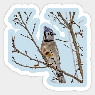 Blue Jay Sticker